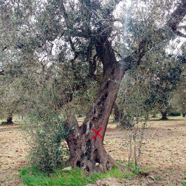 Xylella, milioni olivi colpiti, 350 esperti cercano rimedio